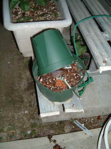 スパルタン＋ブライトブルー