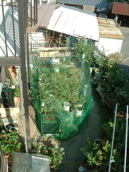 わが家のブルーベリー園