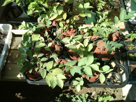 小さな鉢にもマルチ