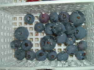 収穫用コンテナのアップ