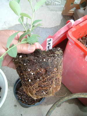 パウダーブルー