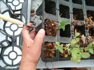 バターナイフで、、、