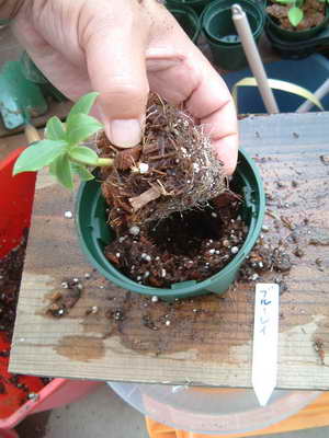 穴を開けた鉢に、、、