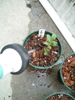 水でなじませる