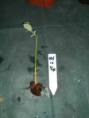 ブライトウェル根洗後