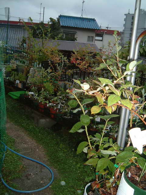 ブルーベリーの庭