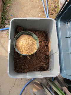 ブルーベリー用土の籾殻