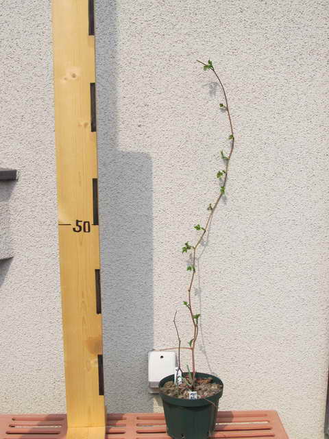 ブラックベリー挿し木