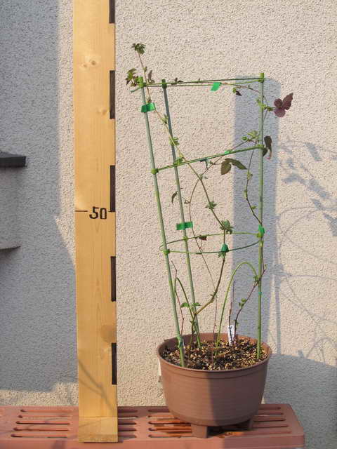 ブラックベリー