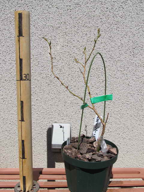 接木カロラインブルー＋ホームベル