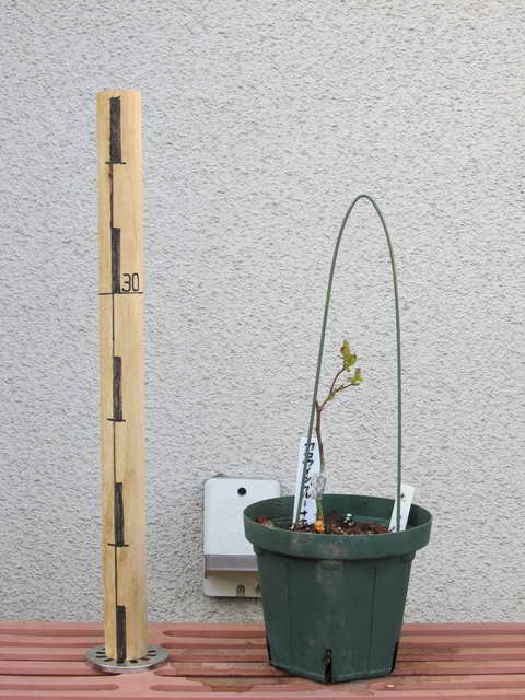 カロラインブルー＋ホームベル