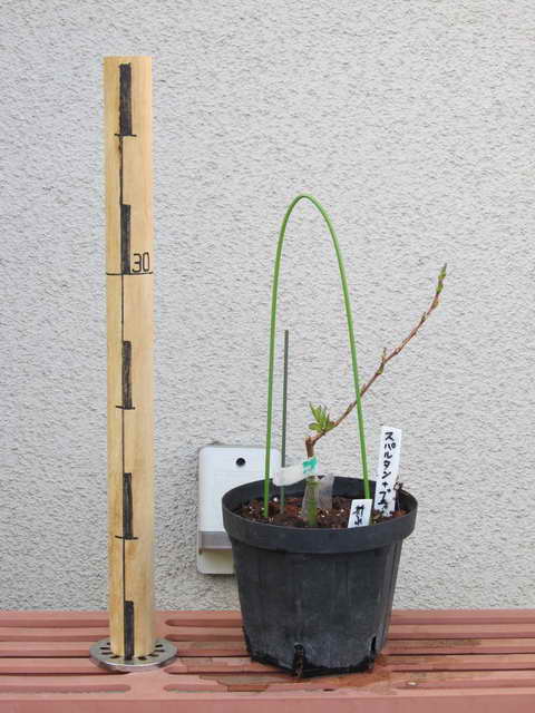 スパルタン＋ブライトブルー