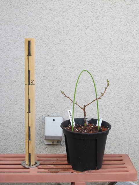 スパルタン＋ブライトブルー