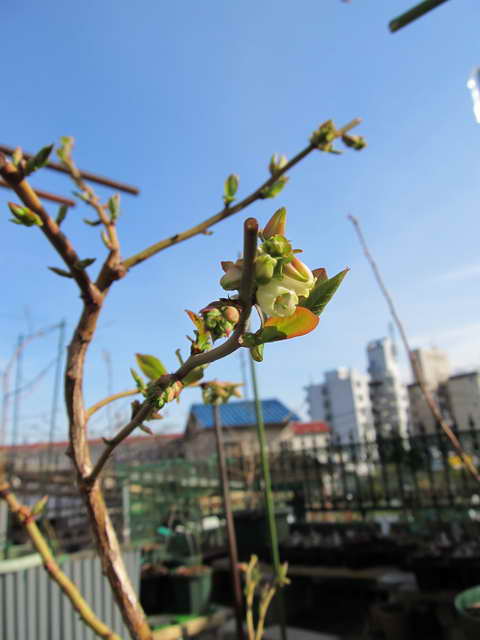 1104061727 ブルーヘブンの花