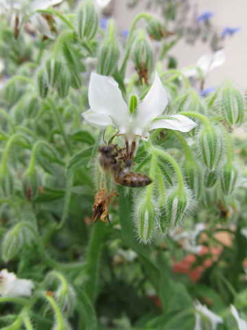 ミツバチ、ボリジ白