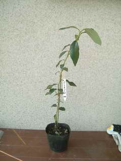 パトリオット接木苗