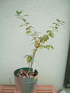 パトリオット接木２年生