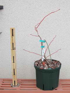 エリザベス２月