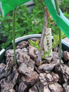 パトリオットのシュート