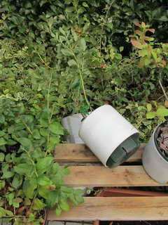 パトリオットが倒れる