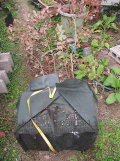 オニールの根鉢