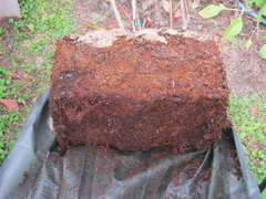 オニールの根鉢