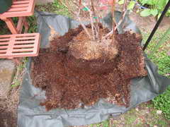 オニールの根をそぐ