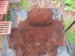 オニールの根をそぐ