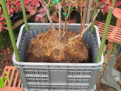 オニールを移植