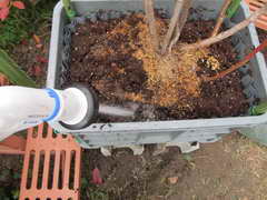 オニール、ピートモスを詰める