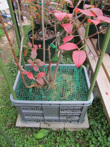 オニール、コガネムシ対策