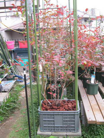 オニールにマルチを施す