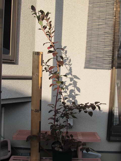 エリザベス植え替え前