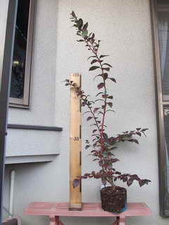 エリザベスのシュート