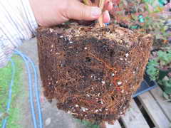 エリザベスの根鉢