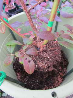 エリザベスをポットに入れる