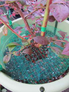 エリザベスのコガネムシ対策