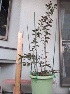 エリザベス植え替え後