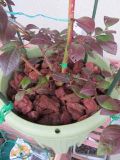 エリザベス、マルチ