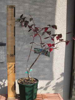 1111174703 スパルタン接木の植え替え前