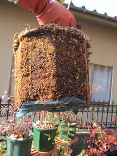 1111174704 スパルタン接木の根