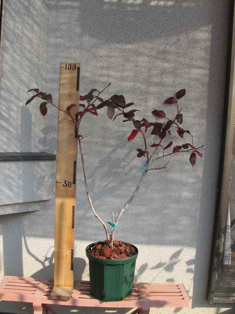 1111174706 スパルタン接木