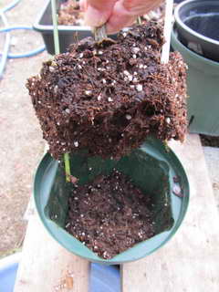 1111214760 スパルタンの根