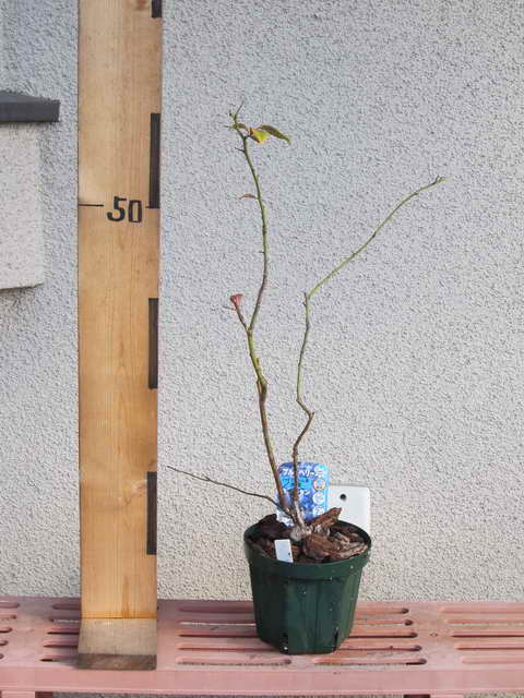 1111214763 自根スパルタン