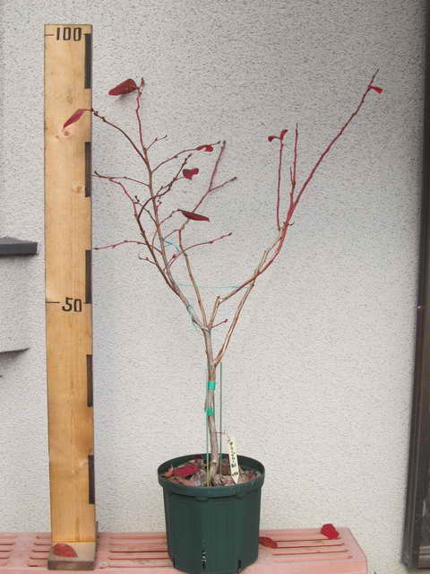 アーリーブルー[31]