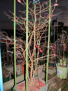 1201085337 ティフブルー剪定前