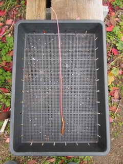 1201095346 ティフブルーのサッカー