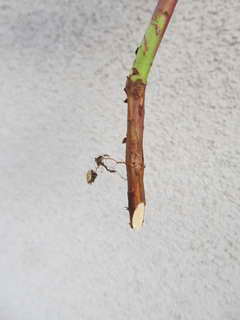 1201095348 サッカーの根本