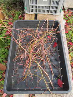 1201095350 ティフブルーの剪定枝