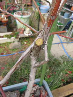 1201095351 ティフブルー、剪定あと